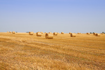 Haycock field