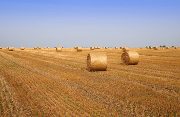 Fototapeta premium Haycock field
