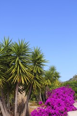 Fototapeta premium bougainvillea pink flowers and palm trees garden