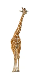 Abwaschbare Fototapete Giraffe Giraffe isoliert