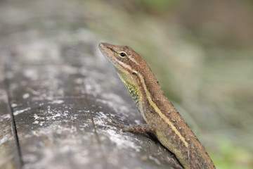 Anolis auratus - (Polychrotidae sauria)