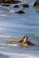 Fototapeta premium Sea lions at the Pacific Coast, California, USA..