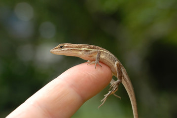 Fototapeta premium Anolis auratus - (Polychrotidae sauria)