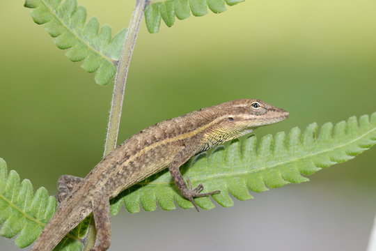 Anolis Auratus - (Polychrotidae Sauria)