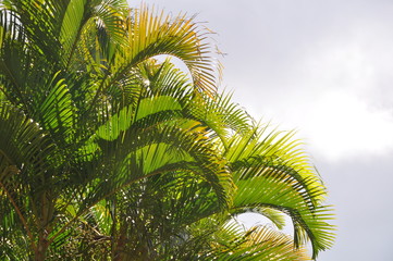 tropische Palmen