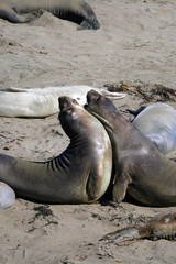 Sea lions at the Pacific Coast, California, USA..