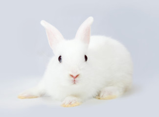 white rabbit  on grey