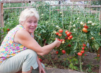 Woman reaps a crop of tomatoes