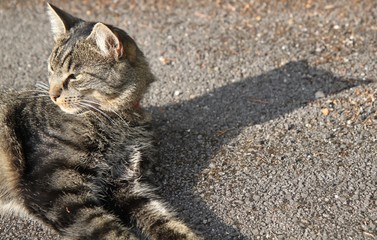 Cat shadow at sunset