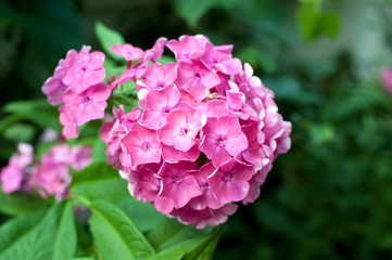 Flowers in the garden