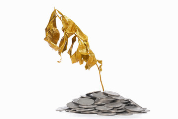 Dry golden plant on coins