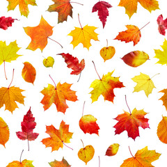 seamless autumn leaves on a white background