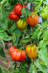 Tomates coeur de boeuf sur pied