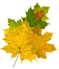 autumn maple  leaves