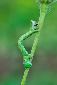 Raupe vom Birkenspanner