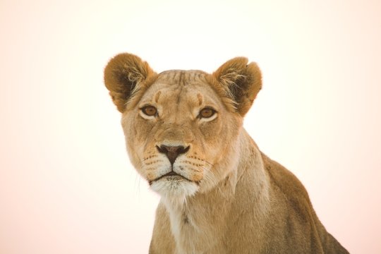L&ouml;wenportrait