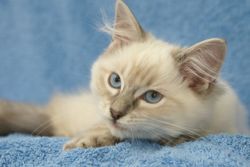 ragdoll kitten