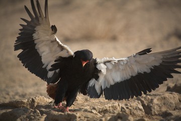 Bateleur