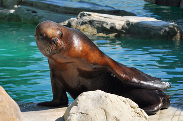 bright brown seal with blue water background