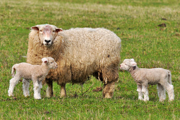 sheep with two tiny lambs