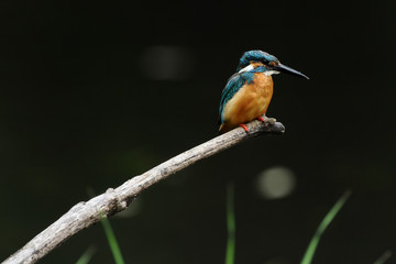 右向きのカワセミ