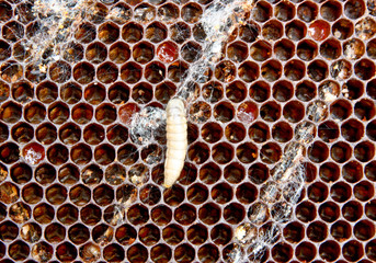 Destruction honeycomb