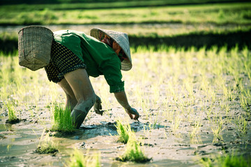Culture du riz - Rizière