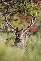 CERF, MONT LOZERE, PARC NATIONAL DES CEVENNES, LOZERE