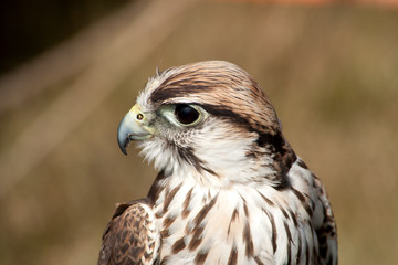 Saker Falcon turning head