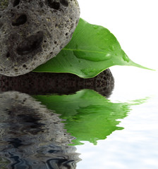 feuille verte de ficus sur galets noirs, fond blanc