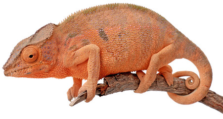 caméléon Madagascar, chamaeleo pardalis, fond blanc