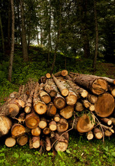 bosco e legno