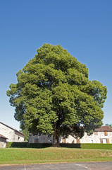 tilleul dans une cour