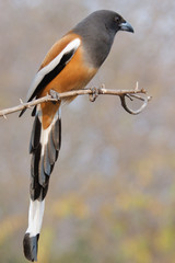 Rufous Treepie Dendrocitta vagabunda