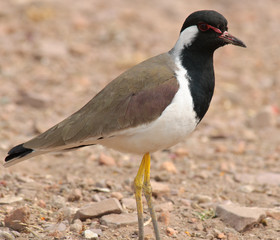 Red-wattled Lapwing Vanellus indicus