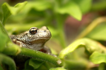 frosch