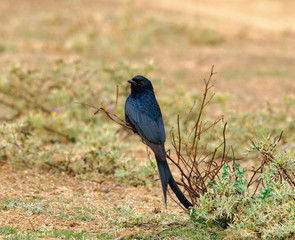 Black Drongo Dicrurus macrocercus