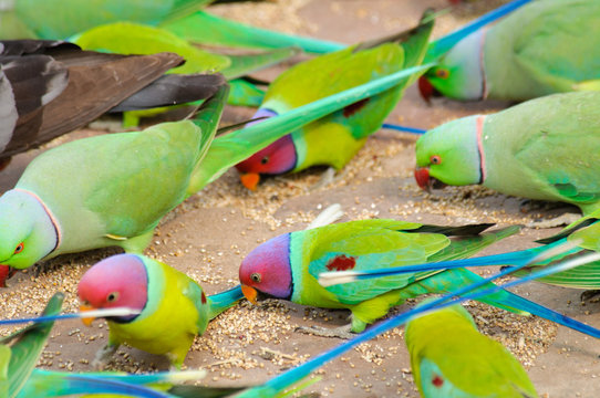 Mixed flock of parakeets feeding on ground