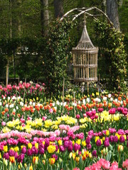 Tulipes au jardin