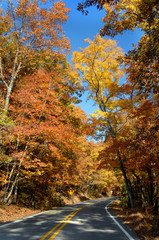 Arkansas' Famous Pigtrail