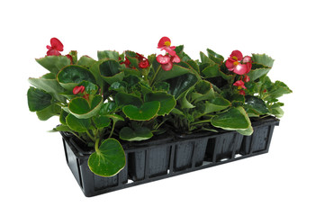 barquette de bégonia