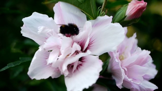 Bumble Bee on Blossom
