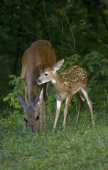 Fawn and mom