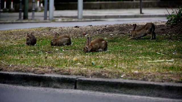 Group of Bunnies Feeding off Gras