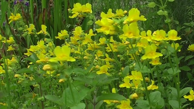 Gauklerblume