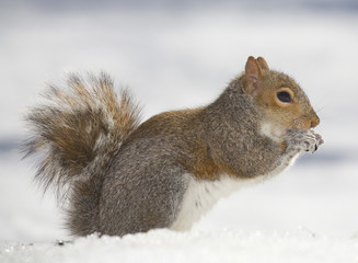 cold squirrel