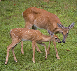Nose rub