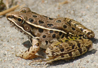 Frog