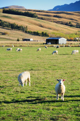 NZ sheep