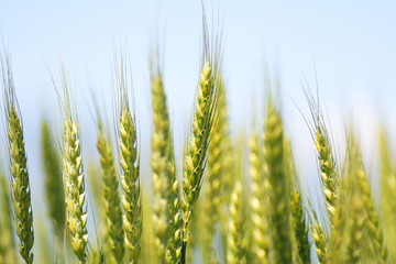 麦の穂　ear of wheat